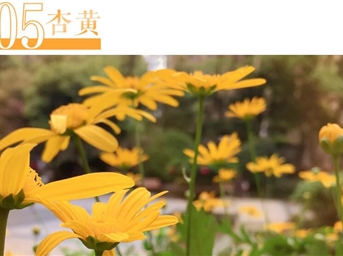 那些中国传统颜色，都藏在领悦社区的春景之中……